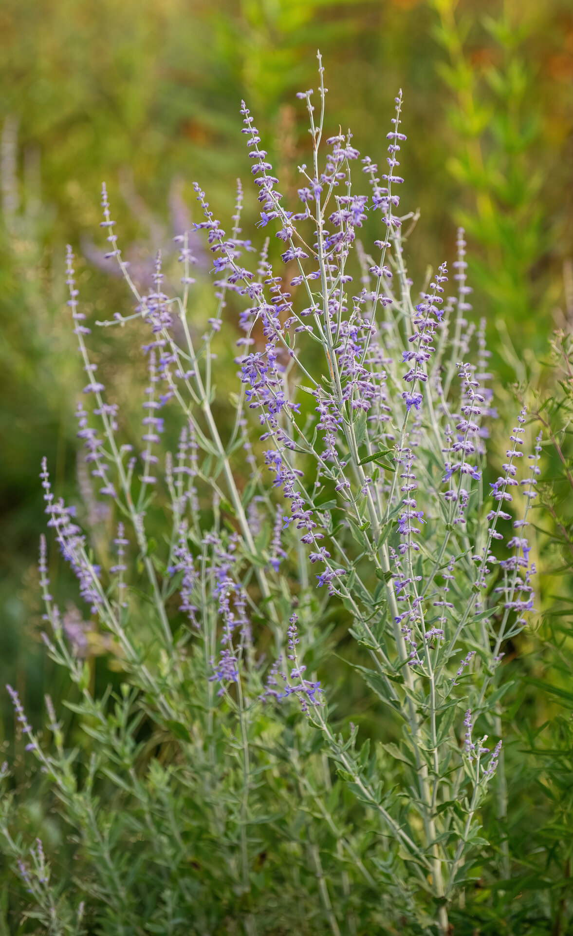 Perovskia atriplicifolia 'Little Spire'